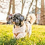 dog, grass, outdoor, sunlight, fluffy_tail, pet, cute, small_dog, nature, blurred_background, trees, walking, sunny, animal, fur, daylight, park, mammal, canine, portrait