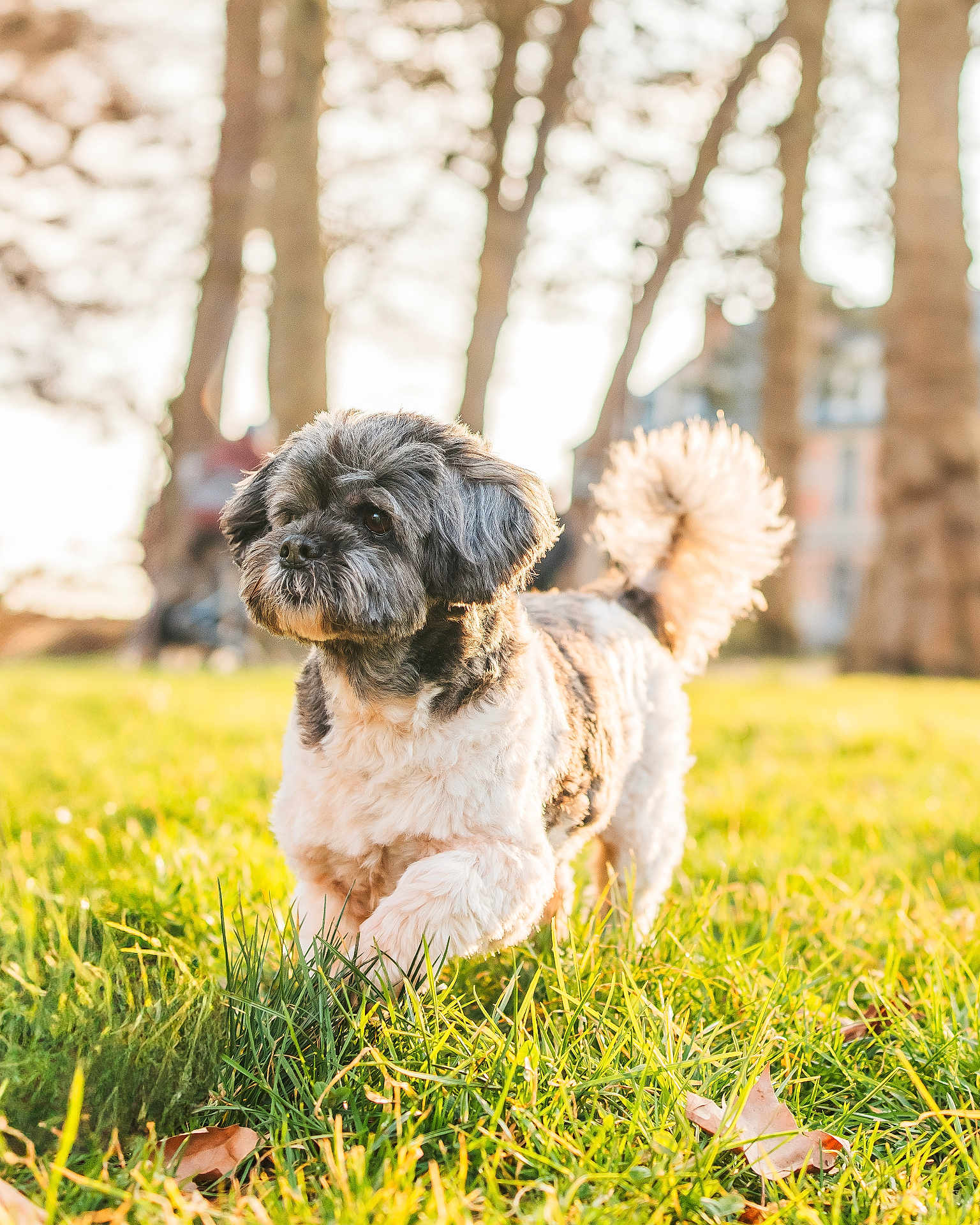 Tobbychou participe au concours pour gagner de l'argent avec cette photo : dog, grass, outdoor, sunlight, fluffy_tail, pet, cute, small_dog, nature, blurred_background, trees, walking, sunny, animal, fur, daylight, park, mammal, canine, portrait