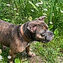 dog, brindle, collar, grass, wildflowers, pond, outdoor, nature, canine, pet, summer, greenery, animal, fur, side_view, sunlight, leaf, plant, ground, walking