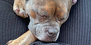 Douffi a rejoint le concours — aidez-le/la à gagner de superbes lots ! dog, sleeping, lap, person, black_clothing, brown_dog, car_interior, closeup, relaxation, pet, animal, resting, canine, short_hair, ears, paw, snout, comfort, casual, indoors