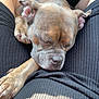 dog, sleeping, lap, person, black_clothing, brown_dog, car_interior, closeup, relaxation, pet, animal, resting, canine, short_hair, ears, paw, snout, comfort, casual, indoors