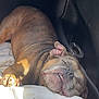 dog, bulldog, sleeping, inside_car, blanket, paw, sunlight, resting, pet, canine, nap, cozy, relaxed, fur, closeup, domestic_animal, companion, animal, cute, peaceful