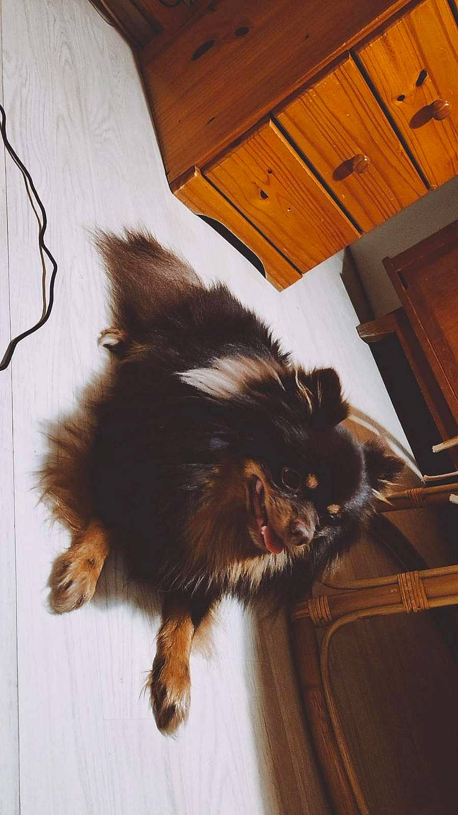 Zig Zag a rejoint le concours — aidez-le/la à gagner de superbes lots ! brown, cabinetry, canidae, carnivore, claw, companion_dog, dog_breed, drawer, fawn, flooring, fur, hardwood, liver, snout, sporting_group, tail, terrestrial_animal, whiskers, wood, wood_stain