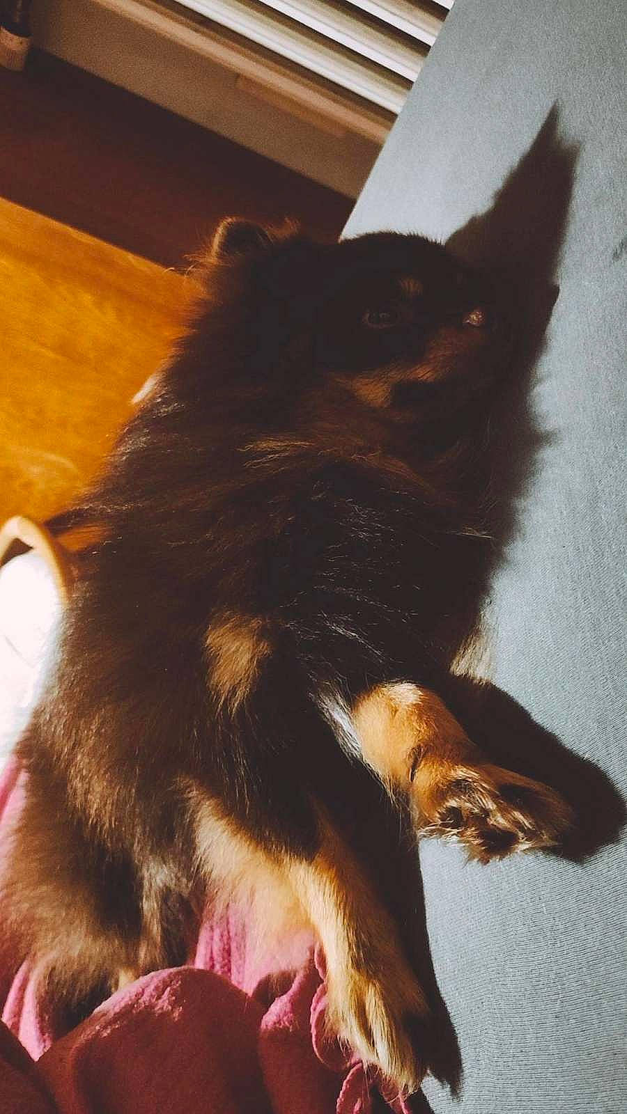 Zig Zag a rejoint le concours — aidez-le/la à gagner de superbes lots ! canidae, carnivore, claw, comfort, companion_dog, dog_breed, domestic_short_haired_cat, ear, fawn, felidae, fur, german_shepherd_dog, human_leg, paw, small_to_medium_sized_cats, snout, sporting_group, tail, terrestrial_animal, whiskers