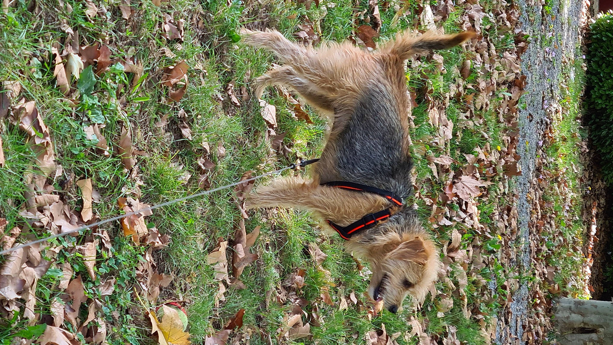 Luna participe au concours pour gagner de l'argent avec cette photo : canidae, fawn, fox_squirrel, plant, tail, wildlife