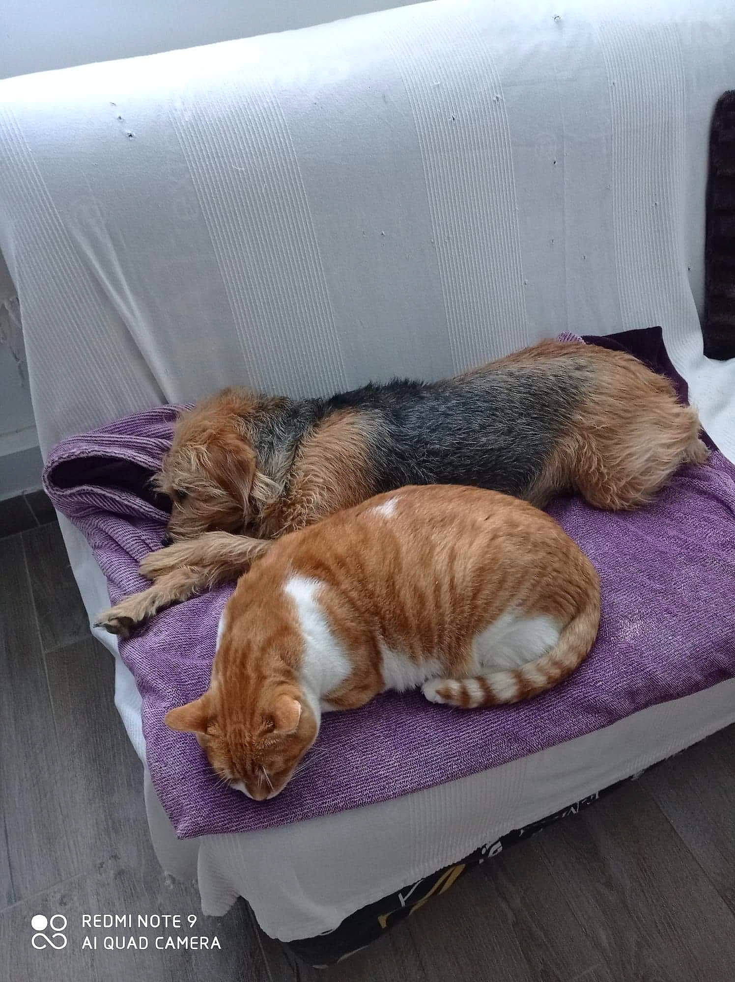 Gardfield a rejoint le concours — aidez-le/la à gagner de superbes lots ! canidae, carnivore, cat, dogue_de_bordeaux, fawn, felidae, furniture, kitten, nap, sleep, small_to_medium_sized_cats, tabby_cat, whiskers