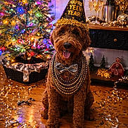 Jagger joined the competition — help win amazing prizes! bow_tie, celebration, champagne_glasses, christmas_tree, confetti, decorations, dog, festive, gold_beads, holiday_lights, holiday_party, indoor, new_year, ornaments, party_hat, smiling_dog, sparkles, streamers, table, wooden_floor
