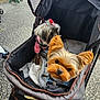 Mahoney is registered to the contest to win money with this photo: dog, stroller, pet, outdoor, cute, small_dog, canine, fur, animal, bow, clothing, curious, cozy, companion, pavement, transport, friendship, adorable, pet_accessory, resting