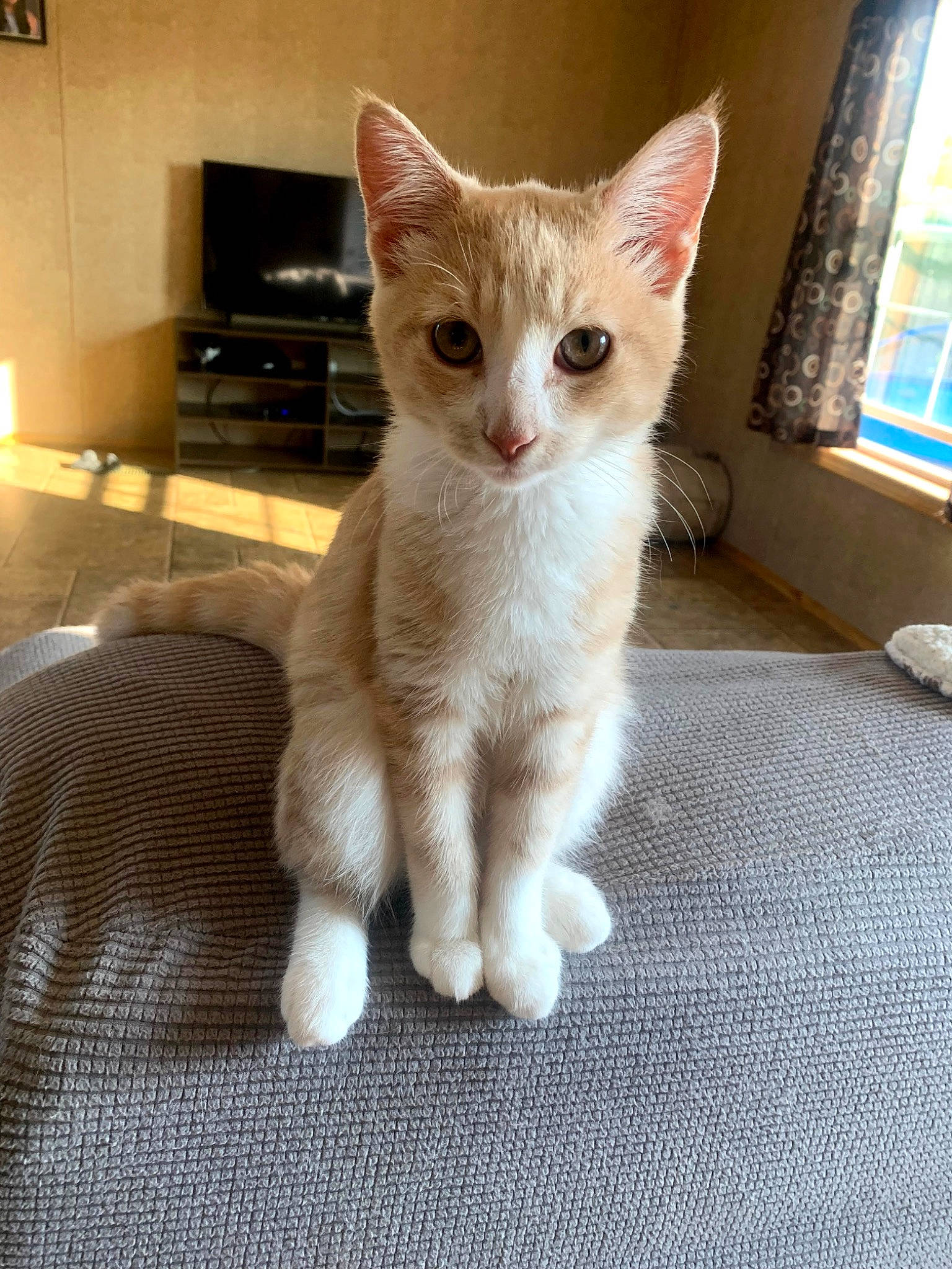 Dopey joined the competition — help win amazing prizes! carnivore, cat, claw, domestic_short_haired_cat, fawn, felidae, flooring, fur, iris, paw, small_to_medium_sized_cats, snout, tail, whiskers, window