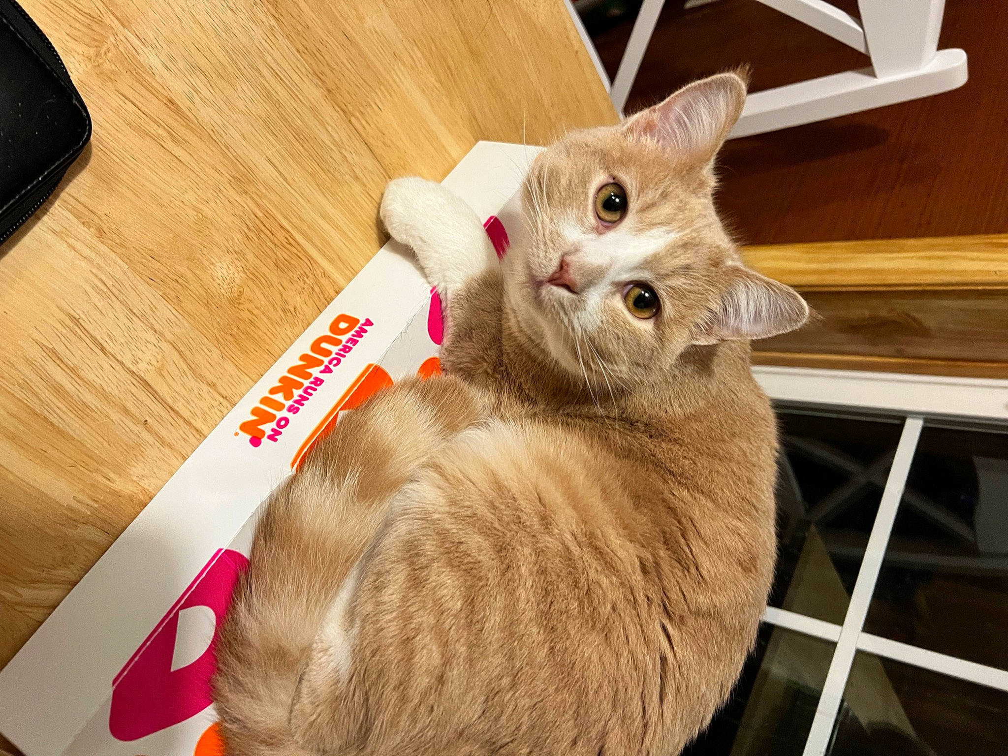 Dopey joined the competition — help win amazing prizes! carnivore, cat, claw, domestic_short_haired_cat, fawn, felidae, fur, hardwood, paw, pet_supply, photo_caption, small_to_medium_sized_cats, snout, tail, thai, varnish, whiskers, wood