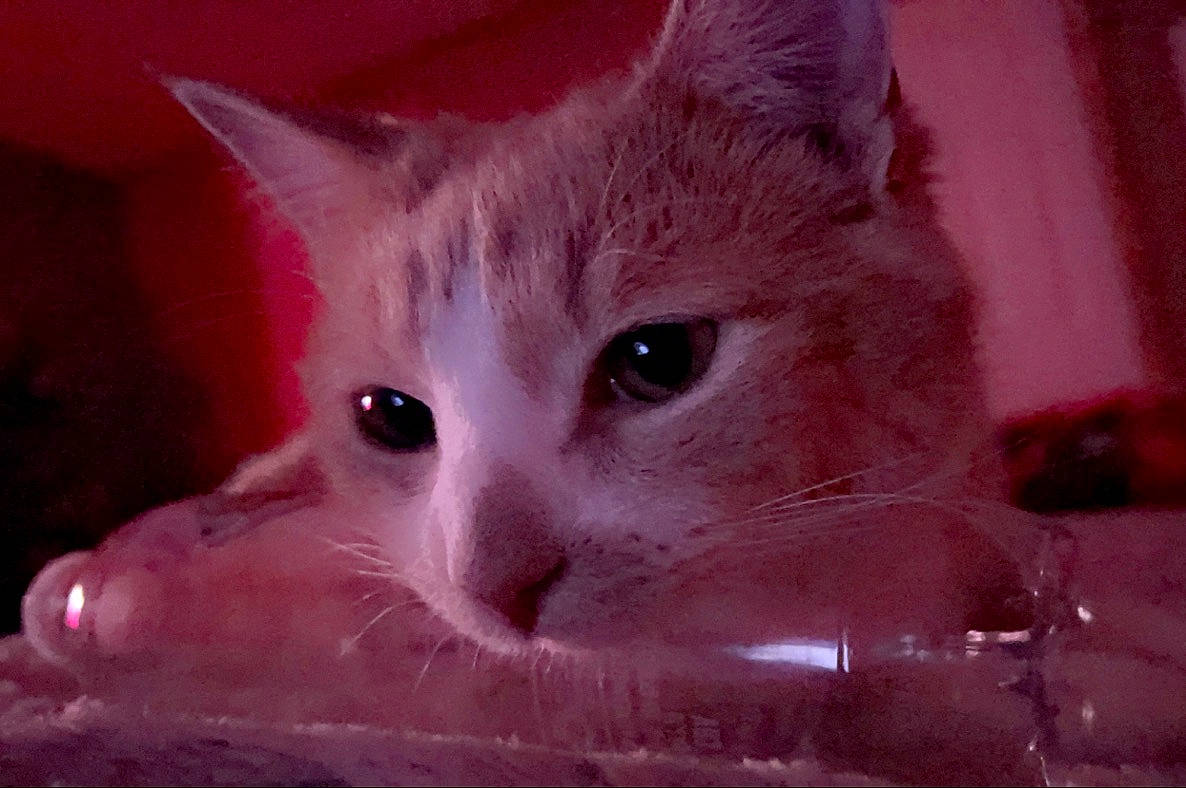 Dopey joined the competition — help win amazing prizes! carnivore, cat, domestic_short_haired_cat, eyelash, fawn, felidae, fur, iris, small_to_medium_sized_cats, snout, whiskers