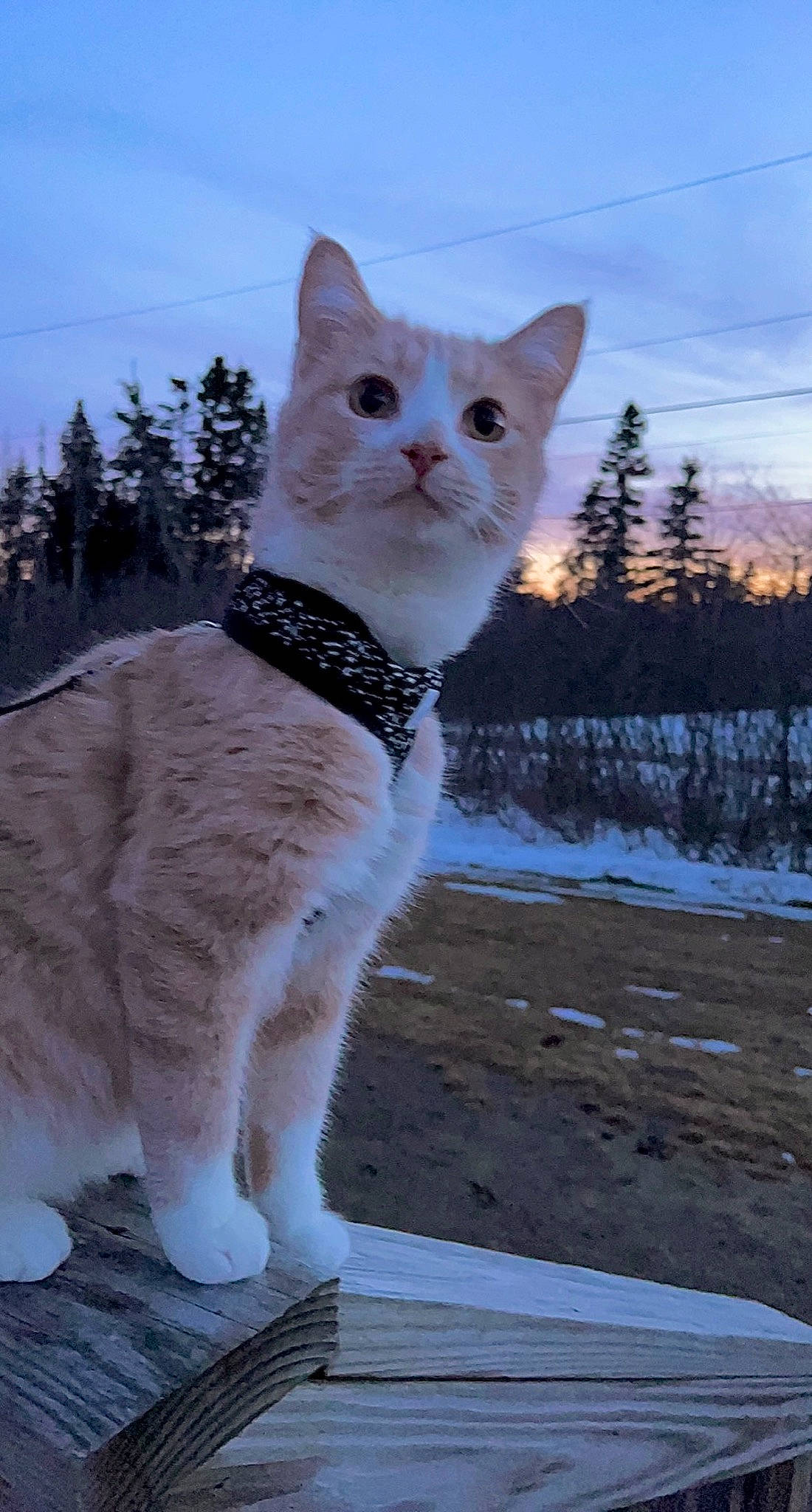 Dopey joined the competition — help win amazing prizes! art, carnivore, cat, cloud, domestic_short_haired_cat, fawn, felidae, freezing, fur, gesture, paw, sky, small_to_medium_sized_cats, snout, snow, tail, tree, whiskers, winter, wood