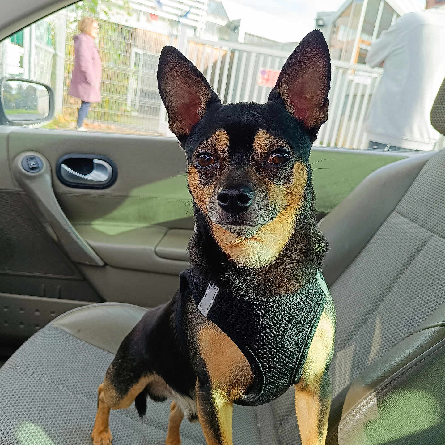 Oslo a rejoint le concours — aidez-le/la à gagner de superbes lots ! adult, alloywheel, animal, canine, car, carwheel, chihuahua, clothing, dog, footwear, machine, male, man, person, pet, shoe, spoke, tire, transportation, vehicle