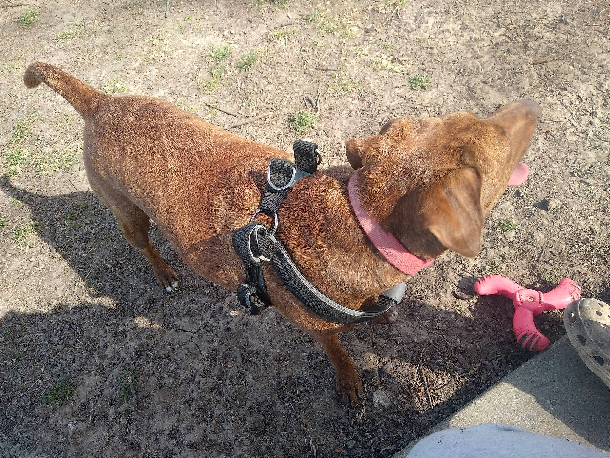 Brownie joined the competition — help win amazing prizes! brown, canidae, carnivore, collar, companion_dog, dog, dog_breed, dog_collar, dog_supply, fashion_accessory, fawn, leash, liver, non_sporting_group, pet_supply, snout, sporting_group, tail, webbing, working_animal