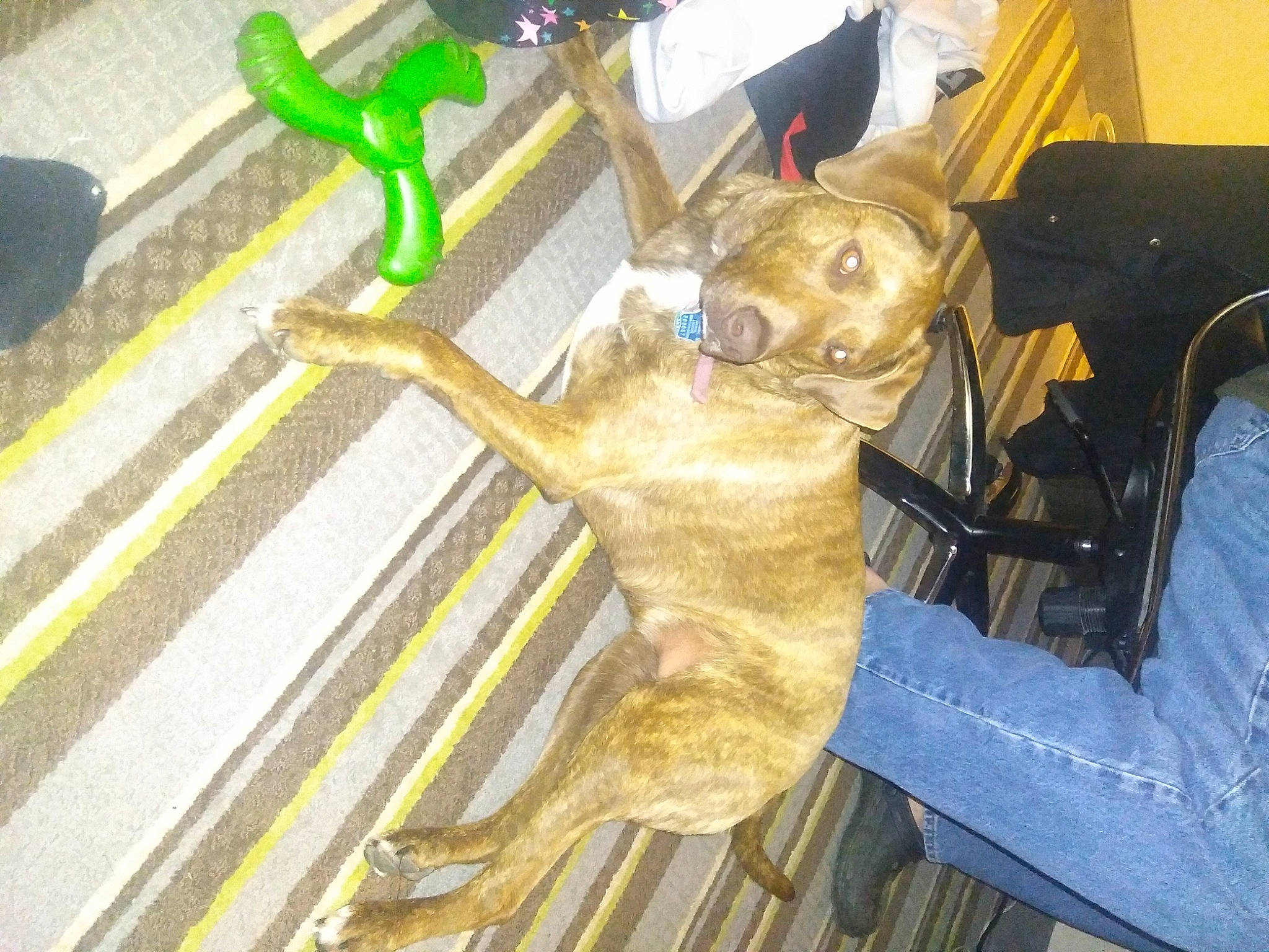 Brownie joined the competition — help win amazing prizes! art, canidae, carnivore, chainsaw_carving, chair, companion_dog, dog, dog_breed, fawn, flooring, fur, guard_dog, metal, sculpture, snout, sporting_group, statue, tail, wood, working_animal