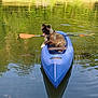 dog, kayak, water, lake, paddle, outdoor, nature, animal, pet, floating, calm, reflection, summer, greenery, river, recreation, adventure, relaxation, tongue_out, balanced