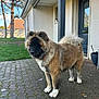 dog, canine, pet, fluffy, fur, outdoor, pavement, house, door, grass, car, tree, daylight, collar, tail, plant_pot, bench, window, sky, residential