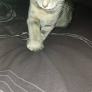 Mowgli participe au concours pour gagner de l'argent avec cette photo : cat, tabby_cat, gray_cat, pet, animal, bed, bedding, blanket, indoor, feline, whiskers, paw, fur, curious, looking_down, striped, soft_light, close_up, motion_blur, domestic_animal