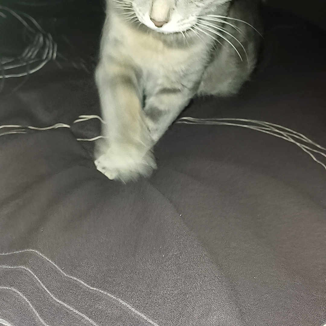 Mowgli participe au concours pour gagner de l'argent avec cette photo : animal, bed, bedding, blanket, cat, close_up, curious, domestic_animal, feline, fur, gray_cat, indoor, looking_down, motion_blur, paw, pet, soft_light, striped, tabby_cat, whiskers