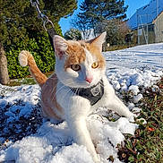 Tigrou participe au concours pour gagner de l'argent avec cette photo : cat, snow, outdoor, pet, animal, nature, greenery, blue_sky, winter, harness, leash, curious, walking, garden, sunlight, daytime, tree, bush, closeup, fur