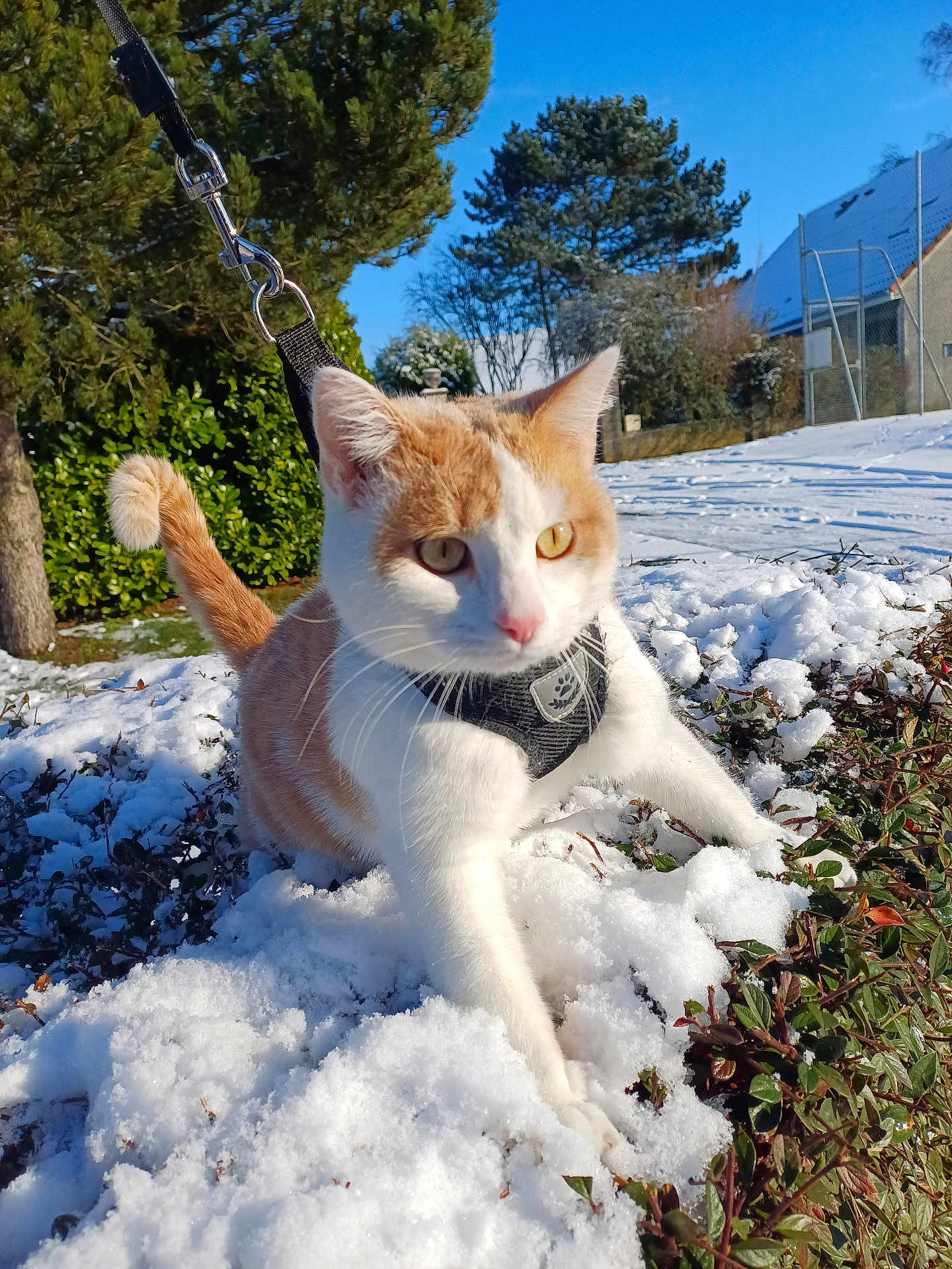 Tigrou