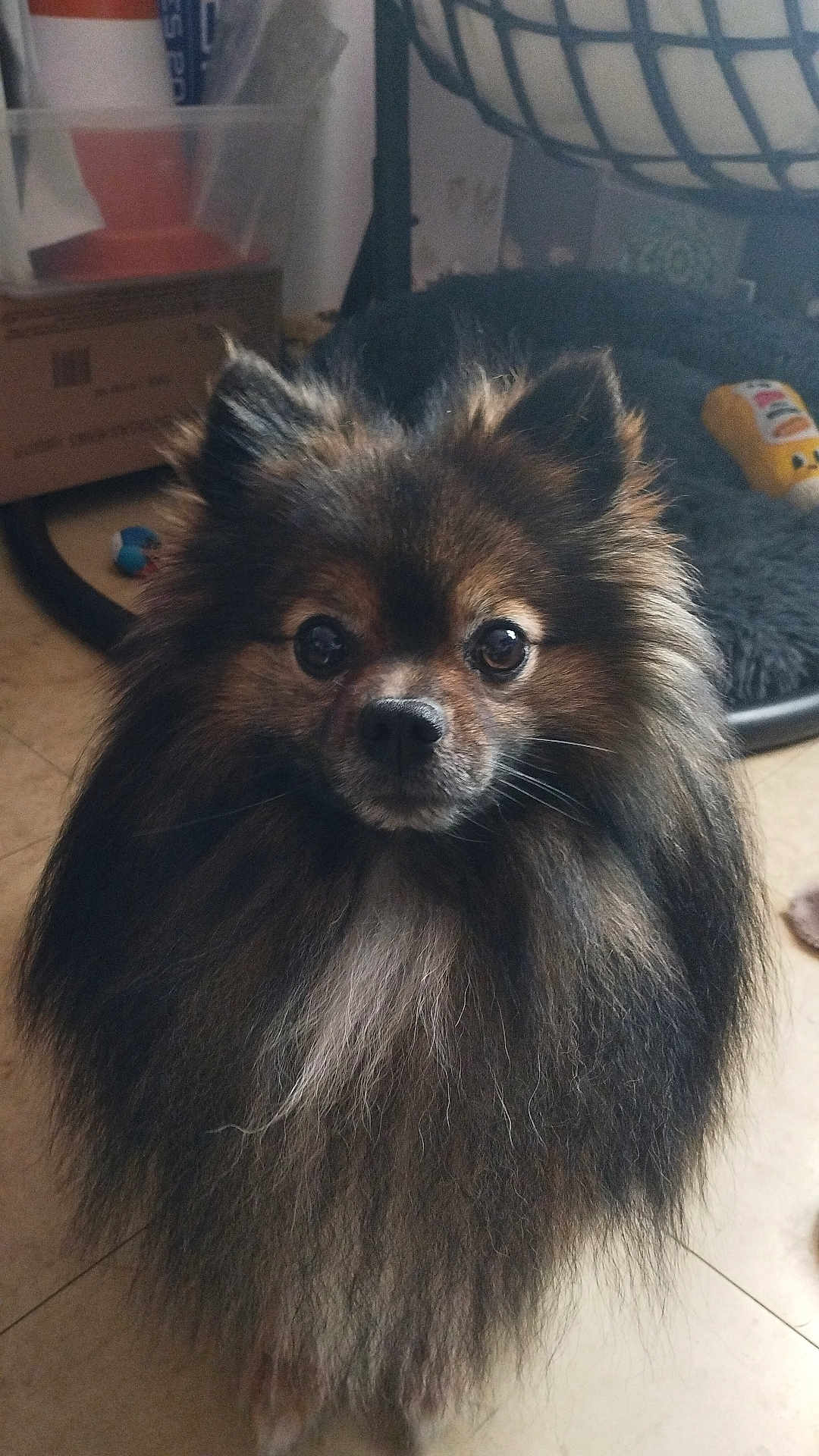 Loki