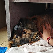 Loki a rejoint le concours — aidez-le/la à gagner de superbes lots ! dog, pet, animal, fur, hand, blanket, indoor, cozy, brown, black, wood, floor, paw_prints, relaxing, cute, companion, friendly, lying_down, domestic_animal, caring