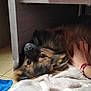 dog, pet, animal, fur, hand, blanket, indoor, cozy, brown, black, wood, floor, paw_prints, relaxing, cute, companion, friendly, lying_down, domestic_animal, caring