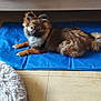dog, pet, blue_mat, brown_fur, fluffy, indoor, floor_tile, pet_bed, toy, curious, resting, animal, furniture, cozy, tail, ears, paw, looking, home, cute