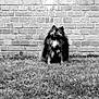 animal, background, black_and_white, brick_wall, canine, collar, cute, dog, fence, fur, grass, leisure, nature, outdoor, pet, sitting, small_dog, tag, texture, yard