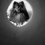 dog, pomeranian, fluffy, black_and_white, portrait, pet, curious, looking, indoor, bed, soft, cozy, small_dog, animal, cute, furry, face, focused, blurred_background, closeup