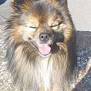 Loki participe au concours pour gagner de l'argent avec cette photo : animal, canine, car_tire, closeup, daylight, dog, ears, fluffy, fur, happy, long_hair, nose, outdoor, parked_car, pavement, pet, shadow, smiling, sunlight, tongue_out