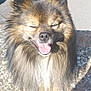 animal, canine, car_tire, closeup, daylight, dog, ears, fluffy, fur, happy, long_hair, nose, outdoor, parked_car, pavement, pet, shadow, smiling, sunlight, tongue_out