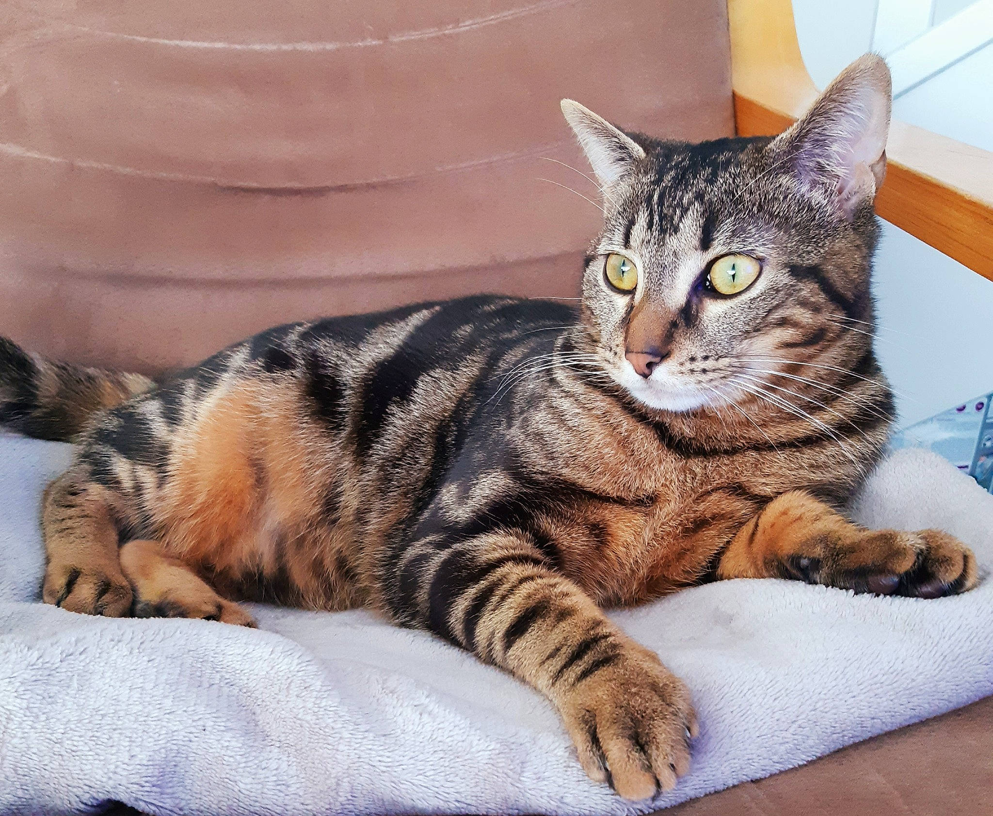 Galia participe au concours pour gagner de l'argent avec cette photo : carnivore, cat, cat_supply, claw, comfort, domestic_short_haired_cat, felidae, fur, paw, sitting, small_to_medium_sized_cats, snout, tail, terrestrial_animal, whiskers