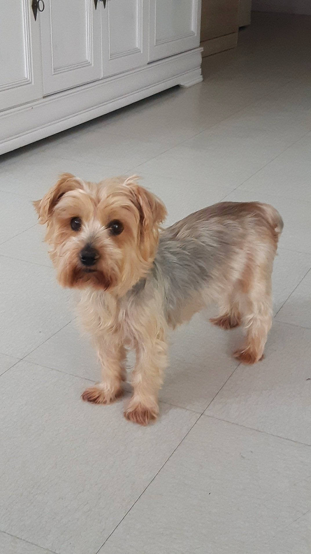 Galia participe au concours pour gagner de l'argent avec cette photo : cabinetry, canidae, carnivore, companion_dog, countertop, dog, dog_breed, dog_supply, floor, flooring, fur, hardwood, liver, small_terrier, sporting_group, tail, terrier, toy_dog, wood, working_animal