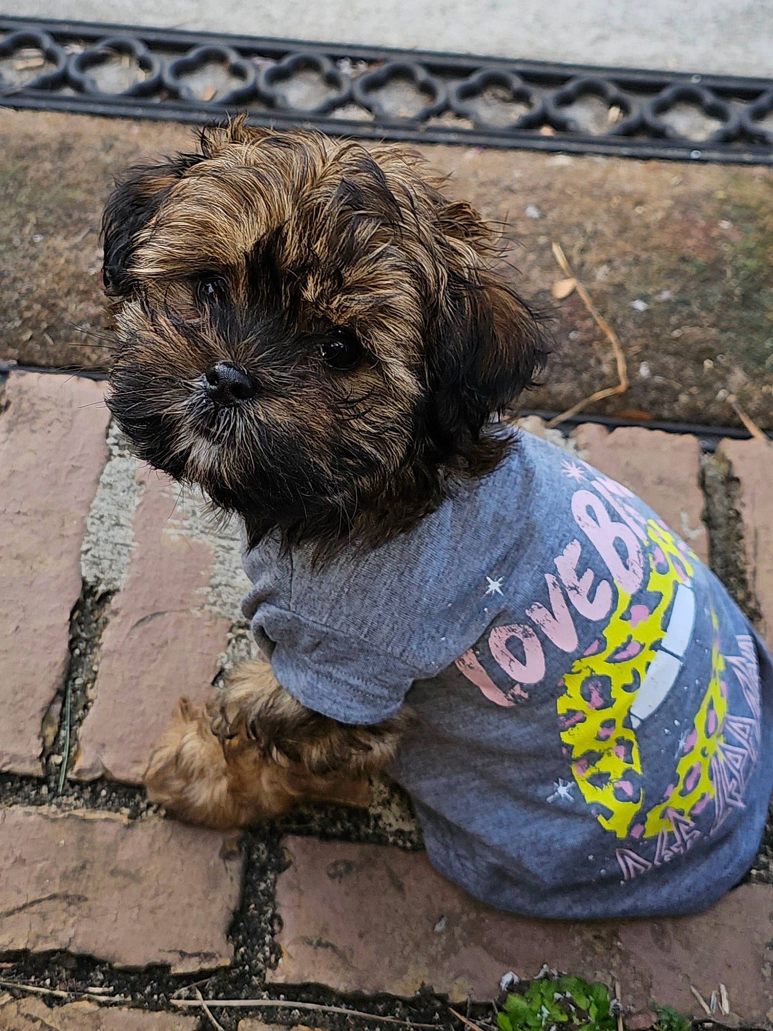 Bambi joined the competition — help win amazing prizes! canidae, carnivore, companion_dog, dog, dog_breed, dog_clothes, dog_supply, fawn, fur, liver, pet_supply, road_surface, small_terrier, snout, soil, sporting_group, terrier, toy_dog, working_animal, working_terrier