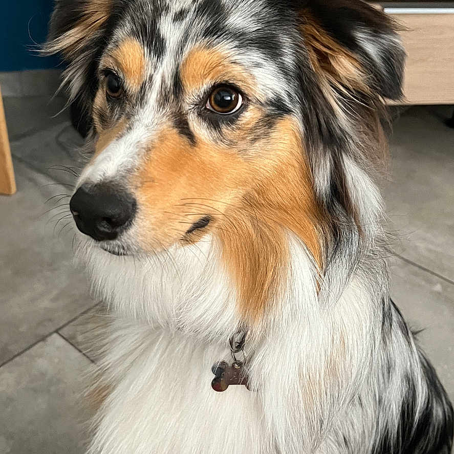 Naya a rejoint le concours — aidez-le/la à gagner de superbes lots ! accessories, animal, canine, cockerspaniel, collie, dog, hardwood, hound, leash, papillon, pet, plywood, puppy, shelf, sphere, strap, terrier, wood