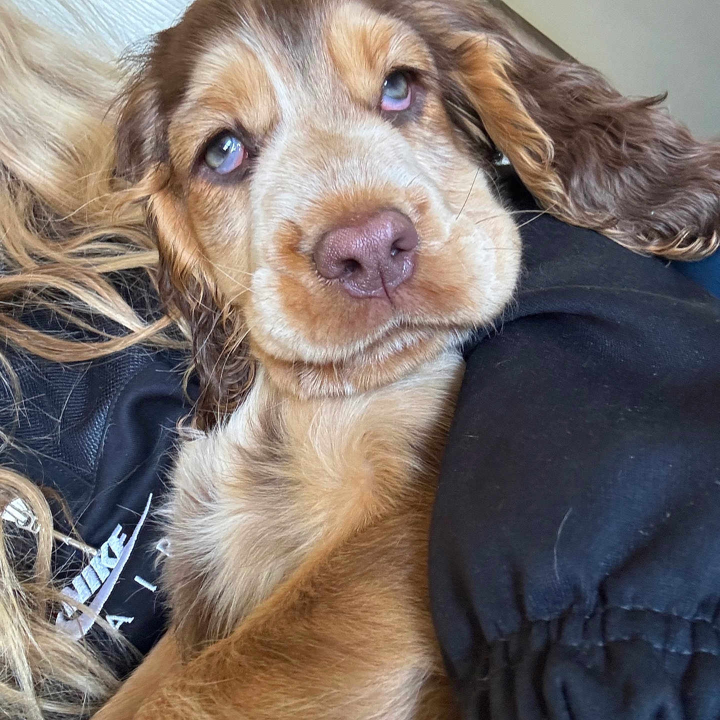 Gi Gi is registered to the contest to win money with this photo: animal, beagle, canine, clothing, coat, cockerspaniel, dog, face, goldenretriever, head, hound, jacket, papillon, person, pet, photography, portrait, puppy, sleeping, snout