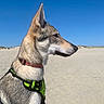 dog, side_profile, beach, sand, blue_sky, harness, collar, outdoor, animal, pet, canine, sunny, daytime, nature, alert, fur, ears, snout, shadow, quiet