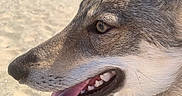 Athéna a rejoint le concours — aidez-le/la à gagner de superbes lots ! dog, beach, sand, ocean, tongue_out, close_up, side_profile, happy, pet, canine, collar, sunny, outdoor, person, blurred_background, fur, animal, nature, daylight, smiling