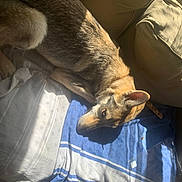 Athéna a rejoint le concours — aidez-le/la à gagner de superbes lots ! dog, german_shepherd, pet, couch, blanket, sunlight, indoor, resting, animal, canine, fur, ears, paw, relaxation, shadow, comfort, household, portrait, side_view, cozy