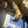 dog, german_shepherd, pet, couch, blanket, sunlight, indoor, resting, animal, canine, fur, ears, paw, relaxation, shadow, comfort, household, portrait, side_view, cozy