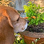 Chester participe au concours pour gagner de l'argent avec cette photo : dog, plant, flower_pot, greenery, flowers, dandelion, grass, nature, outdoor, side_view, close_up, brown_dog, curious, sunlight, shadow, terracotta_pot, garden, small_tree, soil, wall