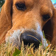 Chester participe au concours pour gagner de l'argent avec cette photo : dog, close_up, sniffing, grass, outdoor, nature, brown_fur, nose, animal, pet, curious, gentle, daylight, ears, muzzle, canine, fur_texture, summer, greenery, close_focus