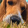 dog, close_up, sniffing, grass, outdoor, nature, brown_fur, nose, animal, pet, curious, gentle, daylight, ears, muzzle, canine, fur_texture, summer, greenery, close_focus