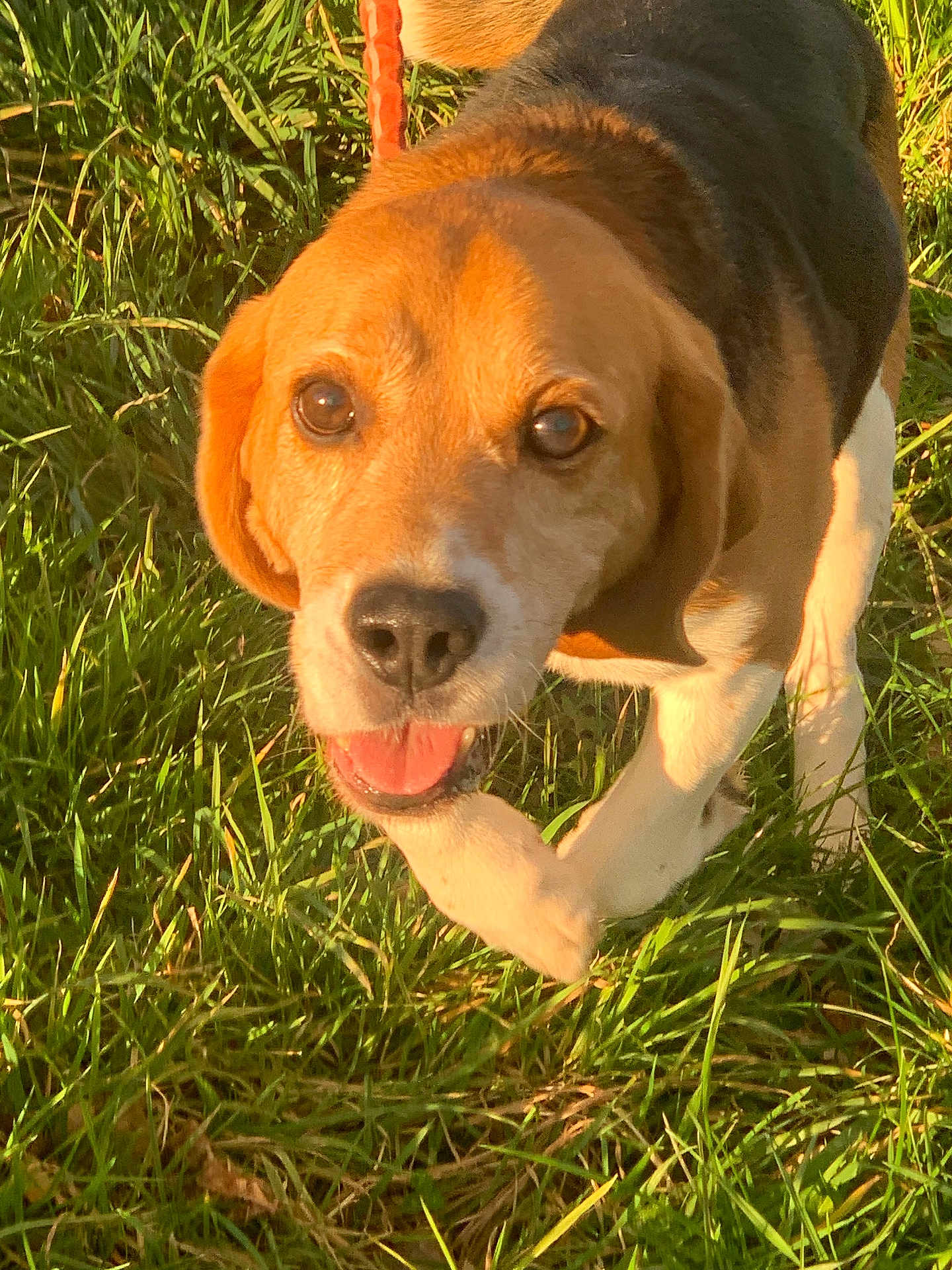 Chester participe au concours pour gagner de l'argent avec cette photo : dog, beagle, grass, outdoor, sunlight, pet, animal, canine, walking, happy, tongue, ears, fur, nature, closeup, daylight, muzzle, nose, eyes, playful