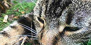 Pompom participe au concours pour gagner de l'argent avec cette photo : cat, tabby, close_up, grass, whiskers, fur, outdoor, nature, relaxed, sleepy, animal, mammal, pet, face, eyes, nose, leaf, stick, texture, macro