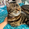 cat, tabby_cat, pet, animal, feline, indoor, bed, blanket, hand, person, relaxing, cozy, pattern, polar_bear, whiskers, fur, collar, closeup, sleepy, domestic_cat