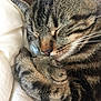Pompom participe au concours pour gagner de l'argent avec cette photo : cat, tabby_cat, sleeping, close_up, fur, paw, whiskers, pet, domestic_animal, cozy, resting, bed, blanket, soft, striped, cute, relaxed, animal, feline, napping