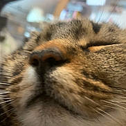 Pompom a rejoint le concours — aidez-le/la à gagner de superbes lots ! cat, close_up, sleeping, whiskers, nose, fur, pet, animal, face, relaxing, blurred_background, domestic_animal, muzzle, tabby, cute, peaceful, resting, soft, indoor, feline